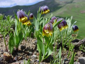 Flora Tour Of Turkey