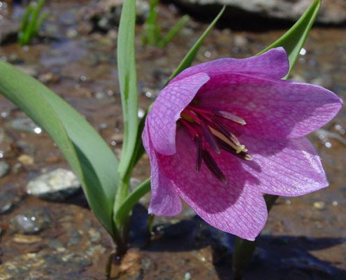 Flora Tour Of Turkey